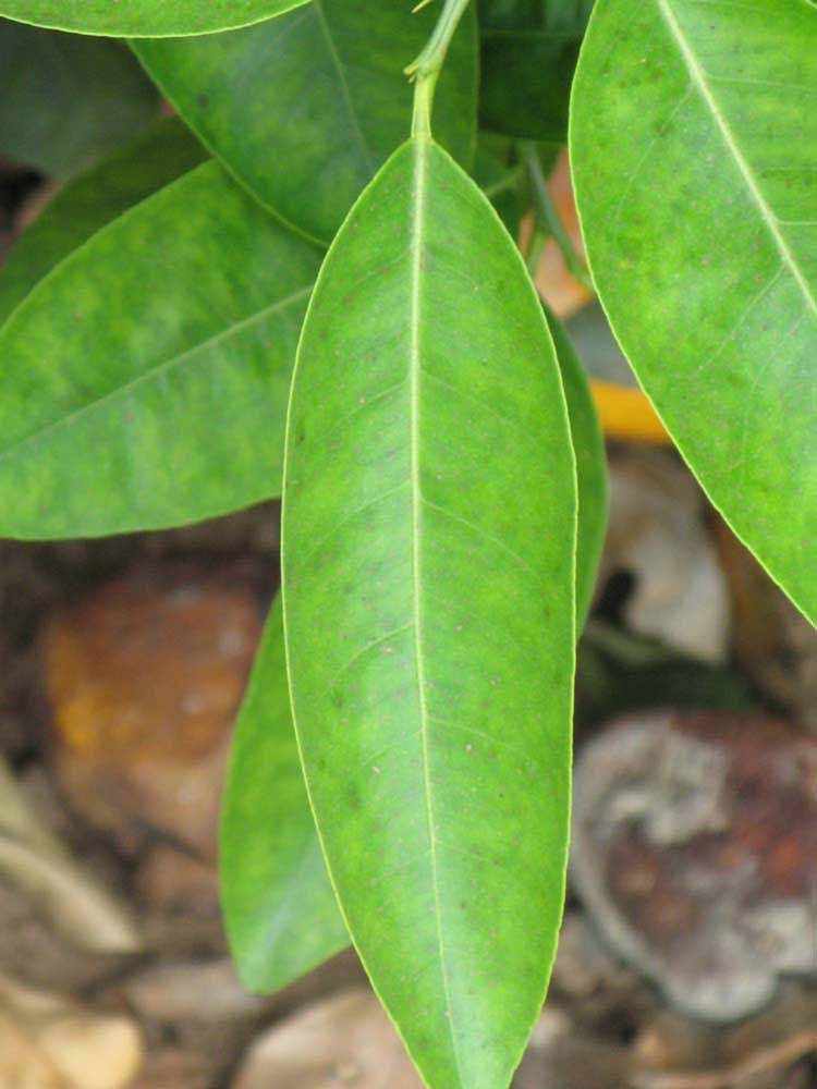              Unifoliolate leaf (Riverside, CA)       